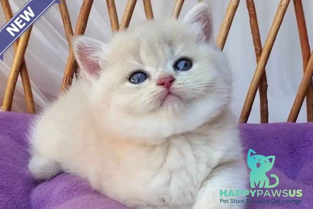 Willy British Shorthair male lilac golden chinchilla - live animals