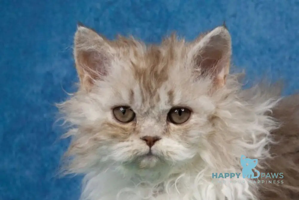 Willy Wonka Selkirk Rex male chocolate silver bicolour live animals