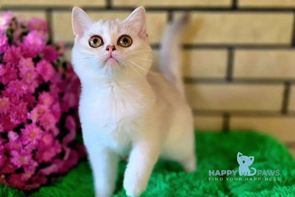 Wilma British Shorthair female chocolate silver shaded live animals