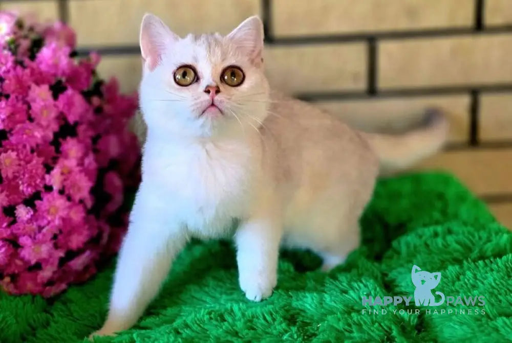 Wilma British Shorthair female chocolate silver shaded live animals