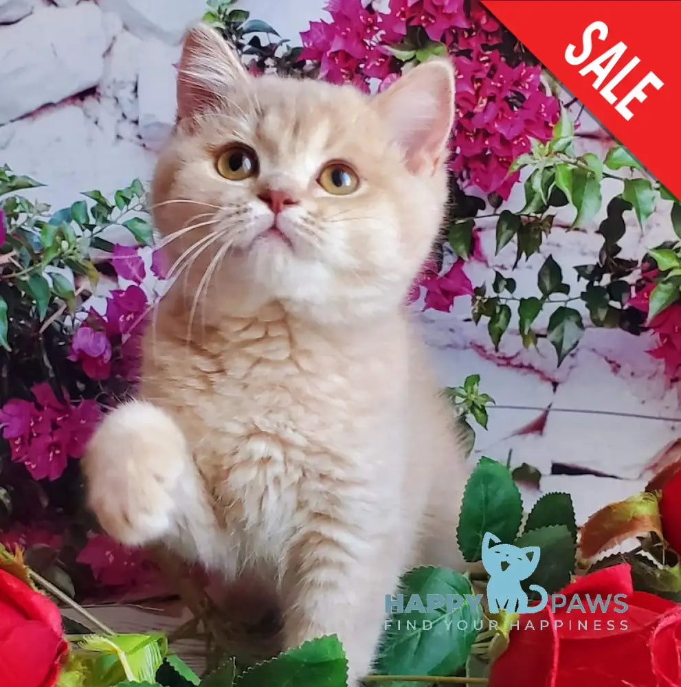 Wilma British Shorthair female lilac golden shaded live animals
