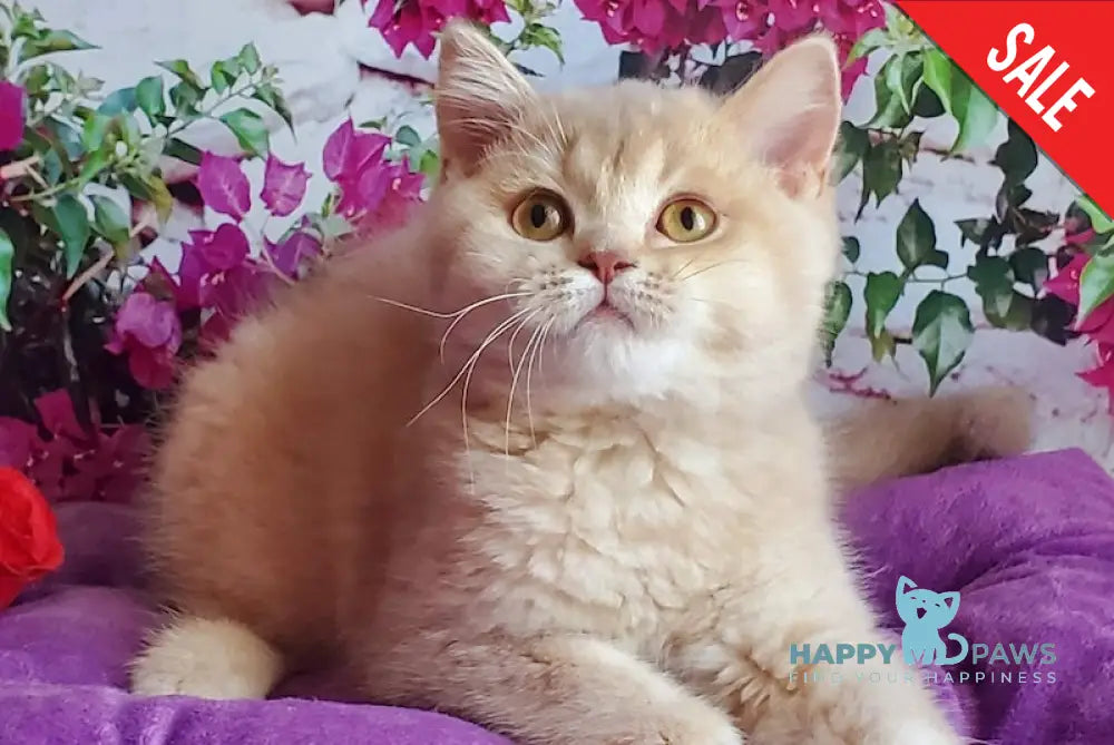 Wilma British Shorthair female lilac golden shaded live animals