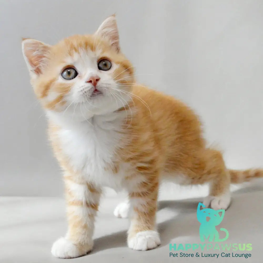 Wilma Scottish Straight female red spotted tabby bicolour - live animals