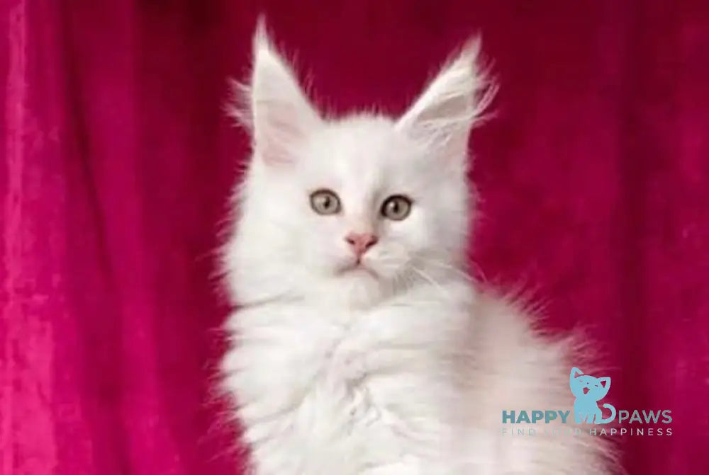 Win Maine Coon male red silver shaded live animals