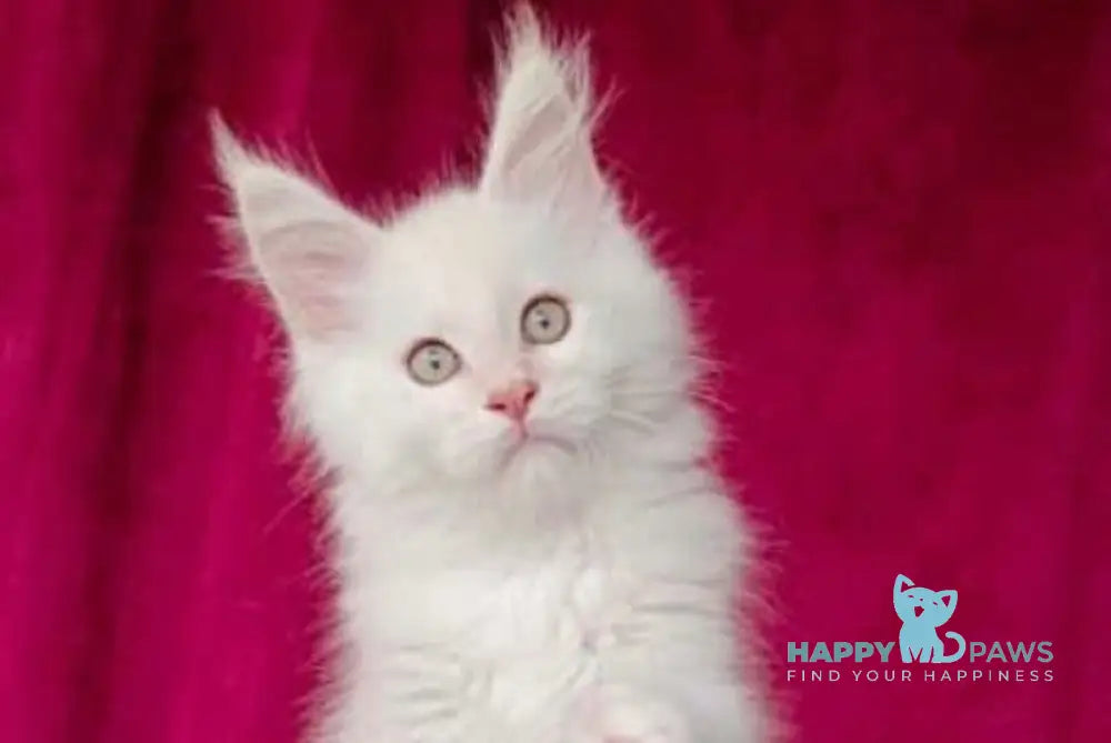 Win Maine Coon male red silver shaded live animals