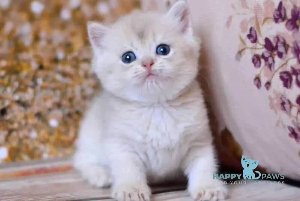 Wina British Shorthair female blue golden shaded live animals