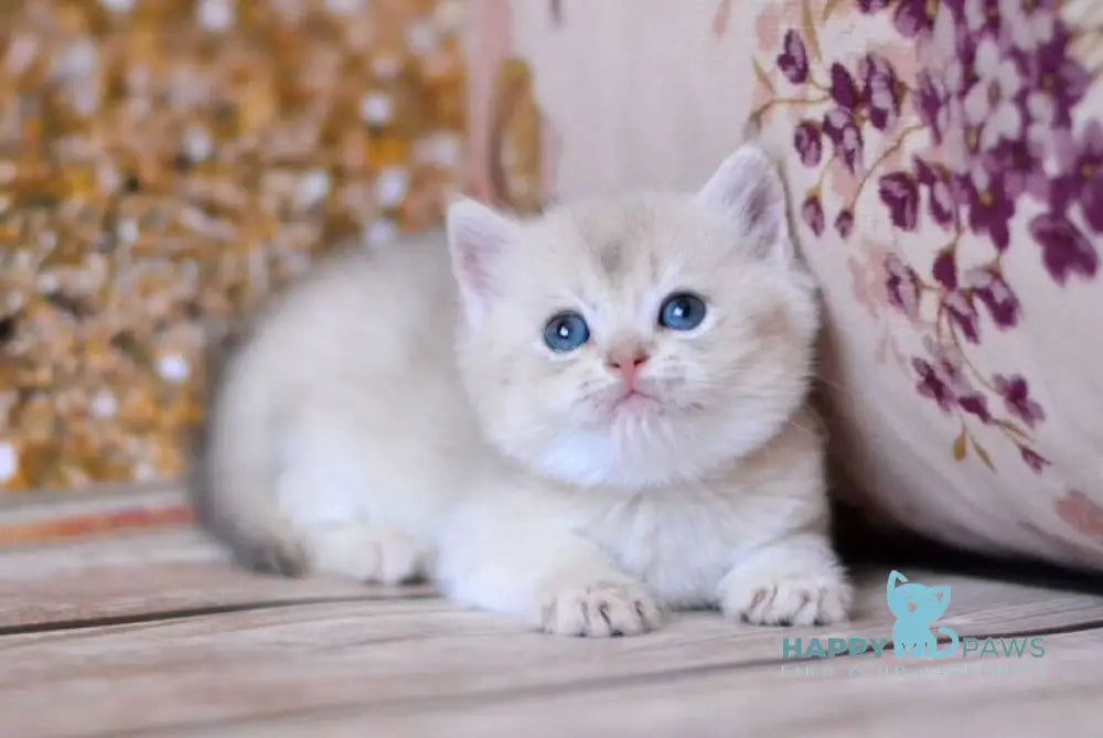 Wina British Shorthair female blue golden shaded live animals