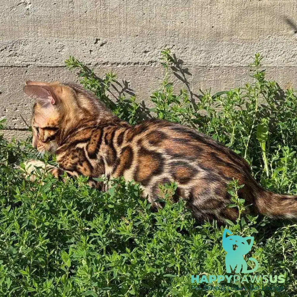 Wind Bengal male black spotted tabby - live animals