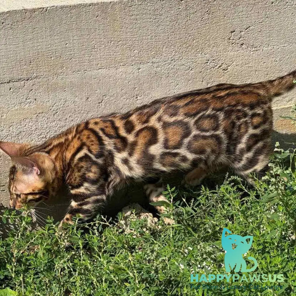 Wind Bengal male black spotted tabby - live animals