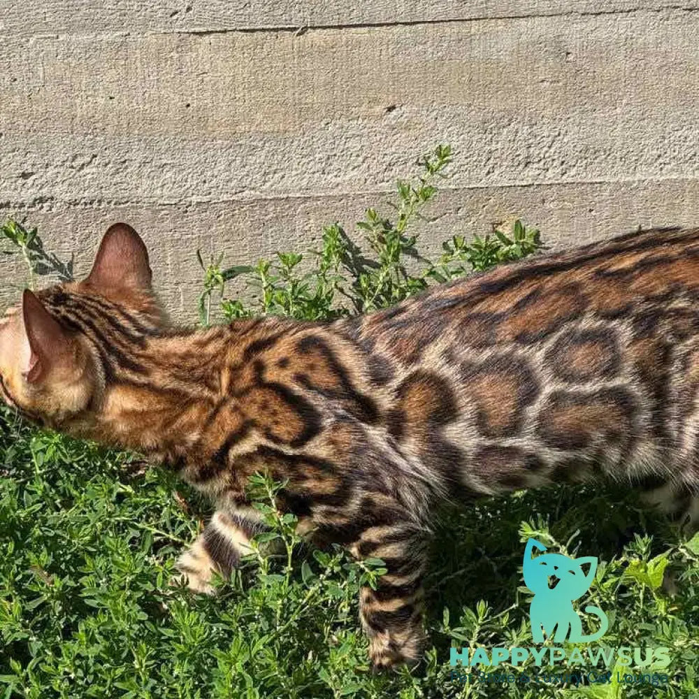 Wind Bengal male black spotted tabby - live animals