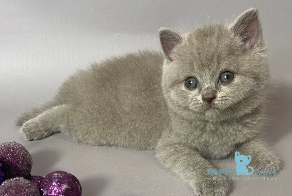 Windi British Shorthair female lilac live animals