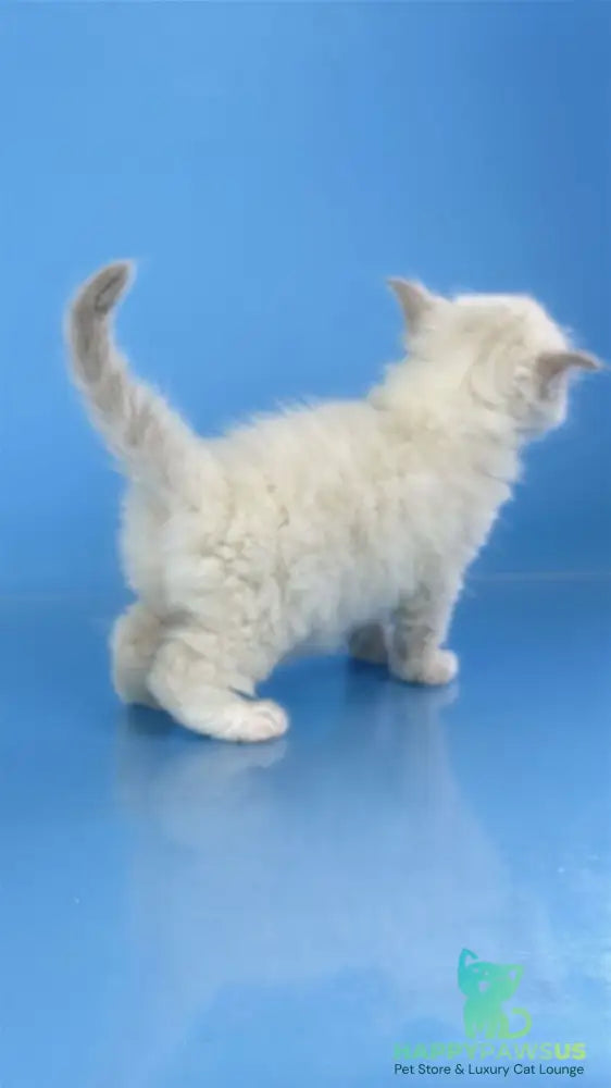 Windsor Siberian male blue tabby pointed with white - live animals