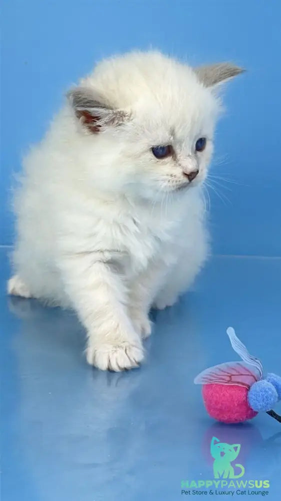 Windsor Siberian male blue tabby pointed with white - live animals