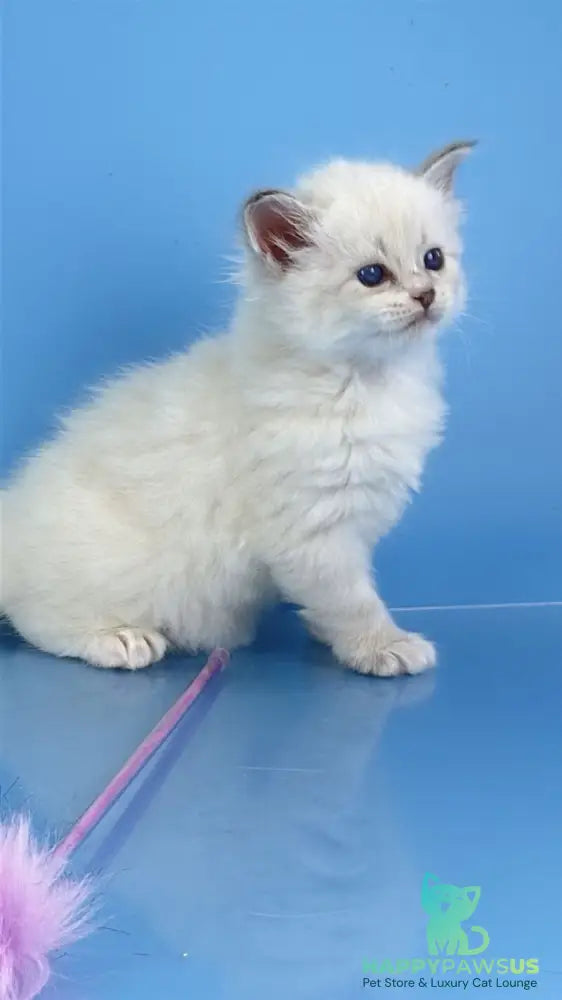Windsor Siberian male blue tabby pointed with white - live animals