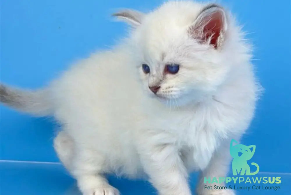 Windsor Siberian male blue tabby pointed with white - live animals