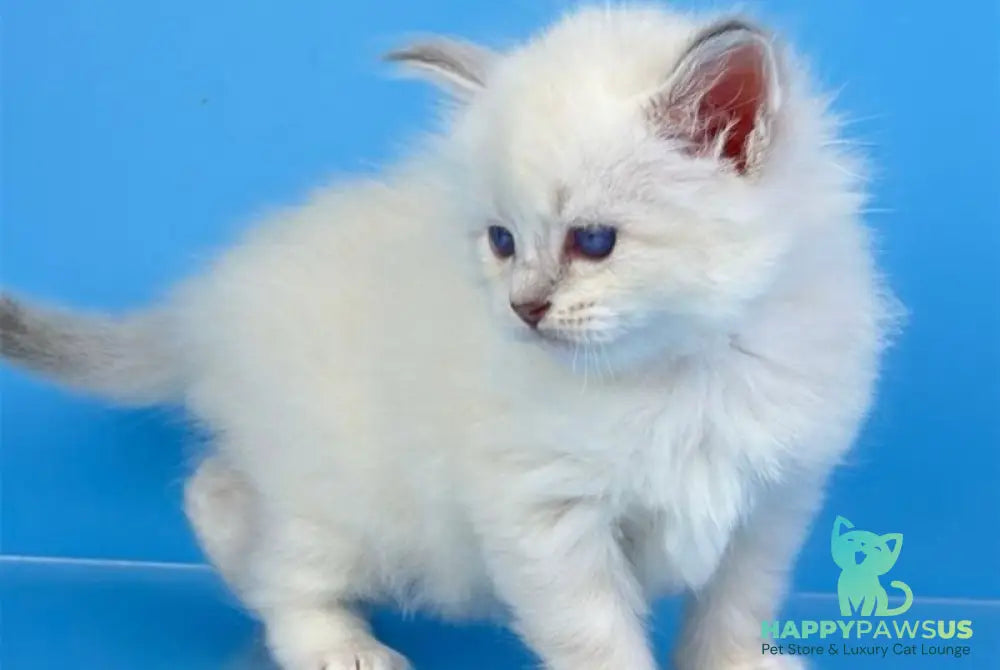 Windsor Siberian male blue tabby pointed with white - live animals