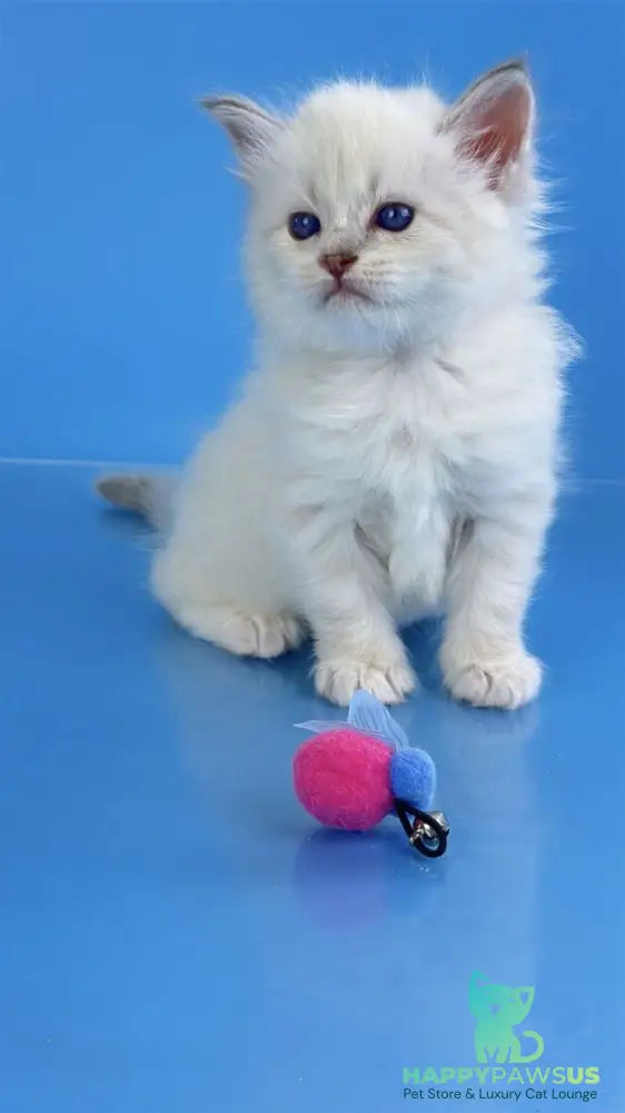 Windsor Siberian male blue tabby pointed with white - live animals