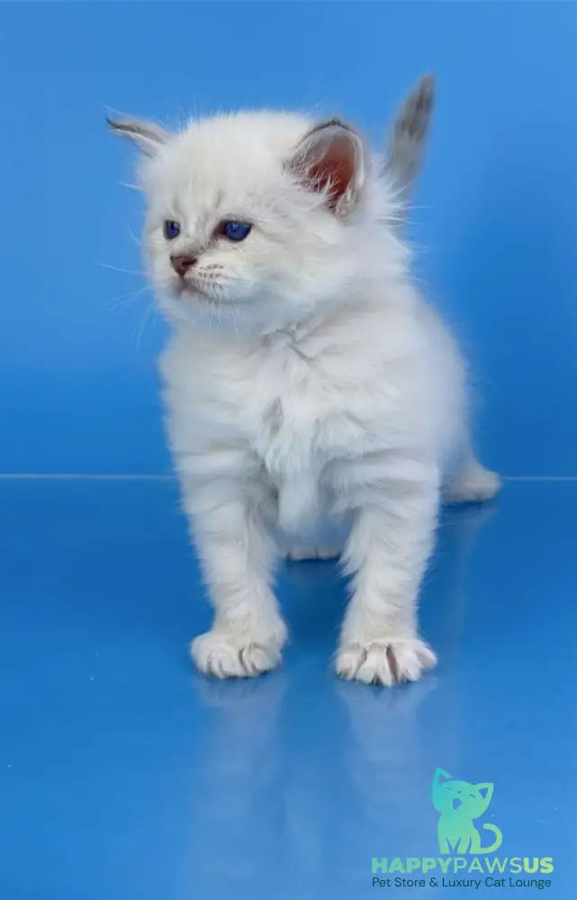 Windsor Siberian male blue tabby pointed with white - live animals