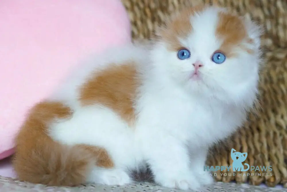 Windy Scottish Fold male red tabby harlequin live animals