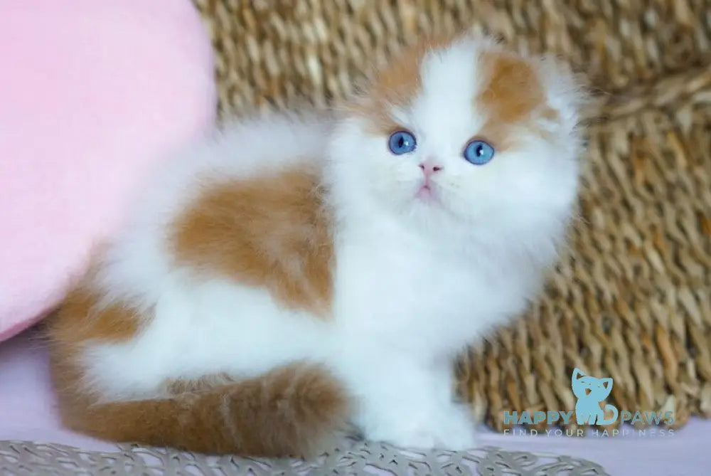 Windy Scottish Fold male red tabby harlequin live animals