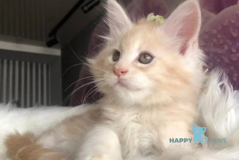 Wings Maine Coon male cream silver - live animals