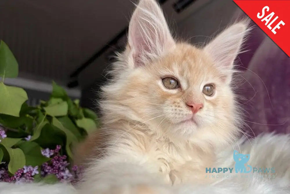 Wings Maine Coon male cream tabby - live animals