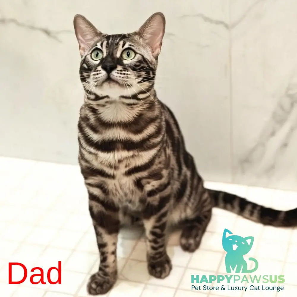 Wіnky Bengal female black amber spotted tabby pointed - live animals