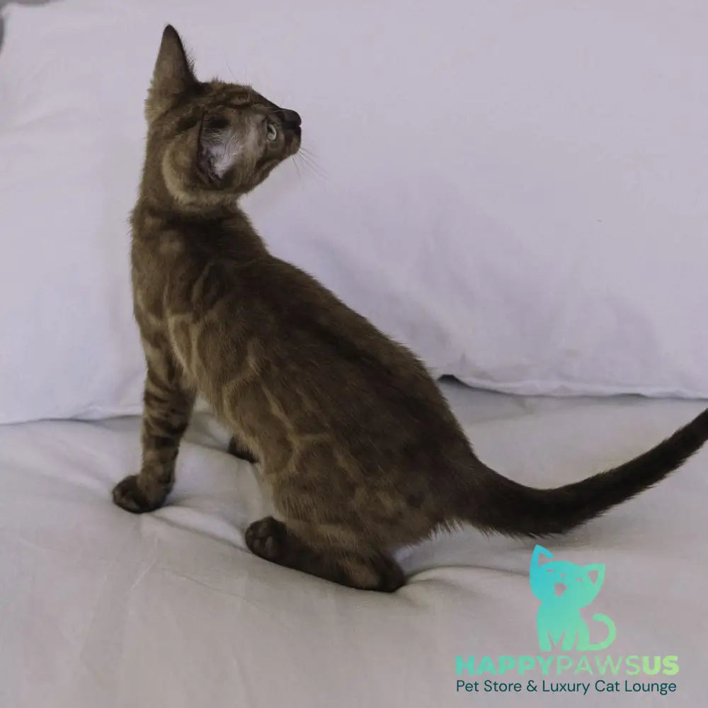 Wіnky Bengal female black amber spotted tabby pointed - live animals