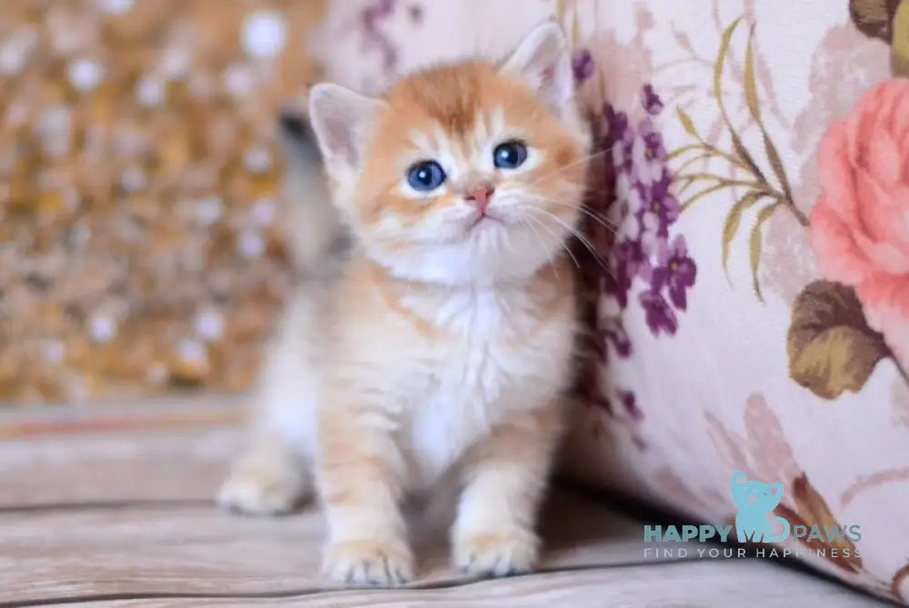 Winky British Shorthair male black golden shaded live animals