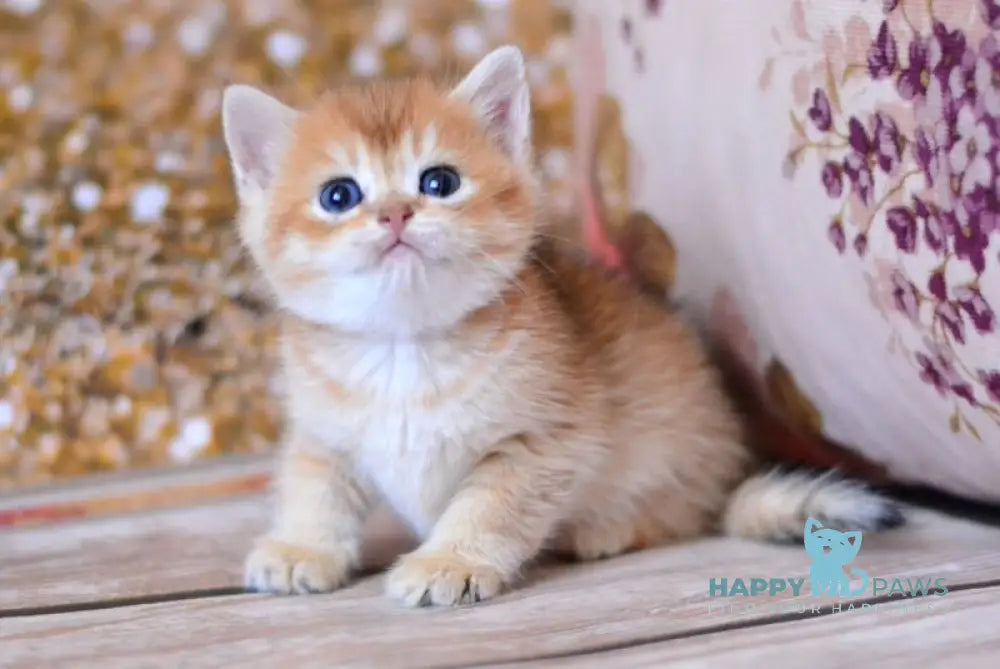 Winky British Shorthair male black golden shaded live animals