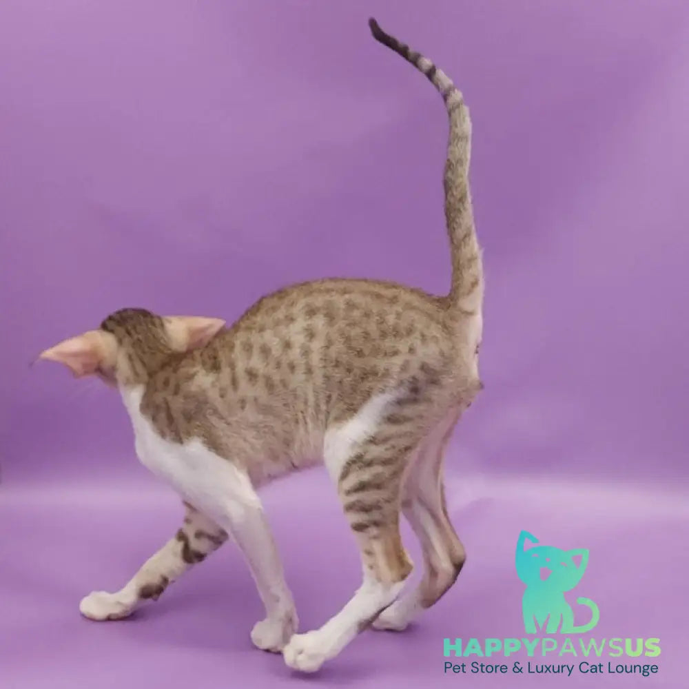 Winner Oriental Shorthair male cinnamon spotted tabby bicolour - live animals