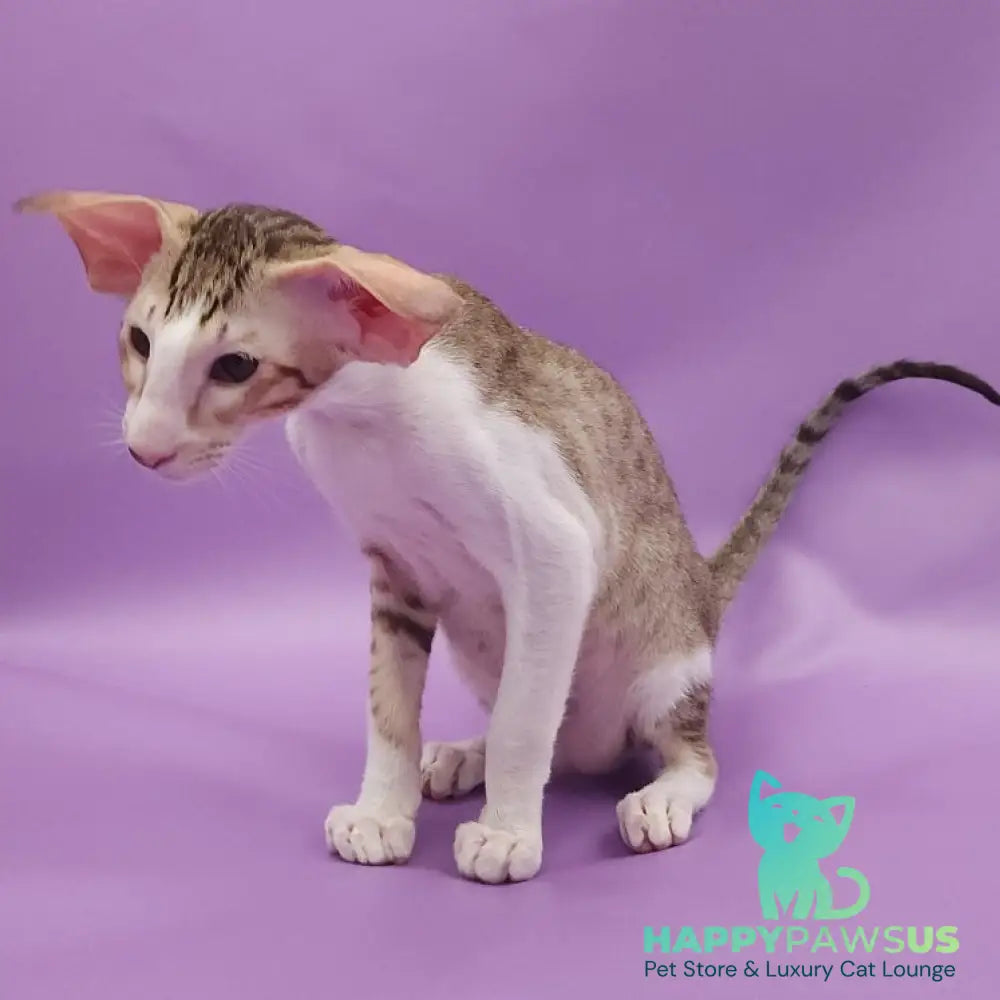 Winner Oriental Shorthair male cinnamon spotted tabby bicolour - live animals