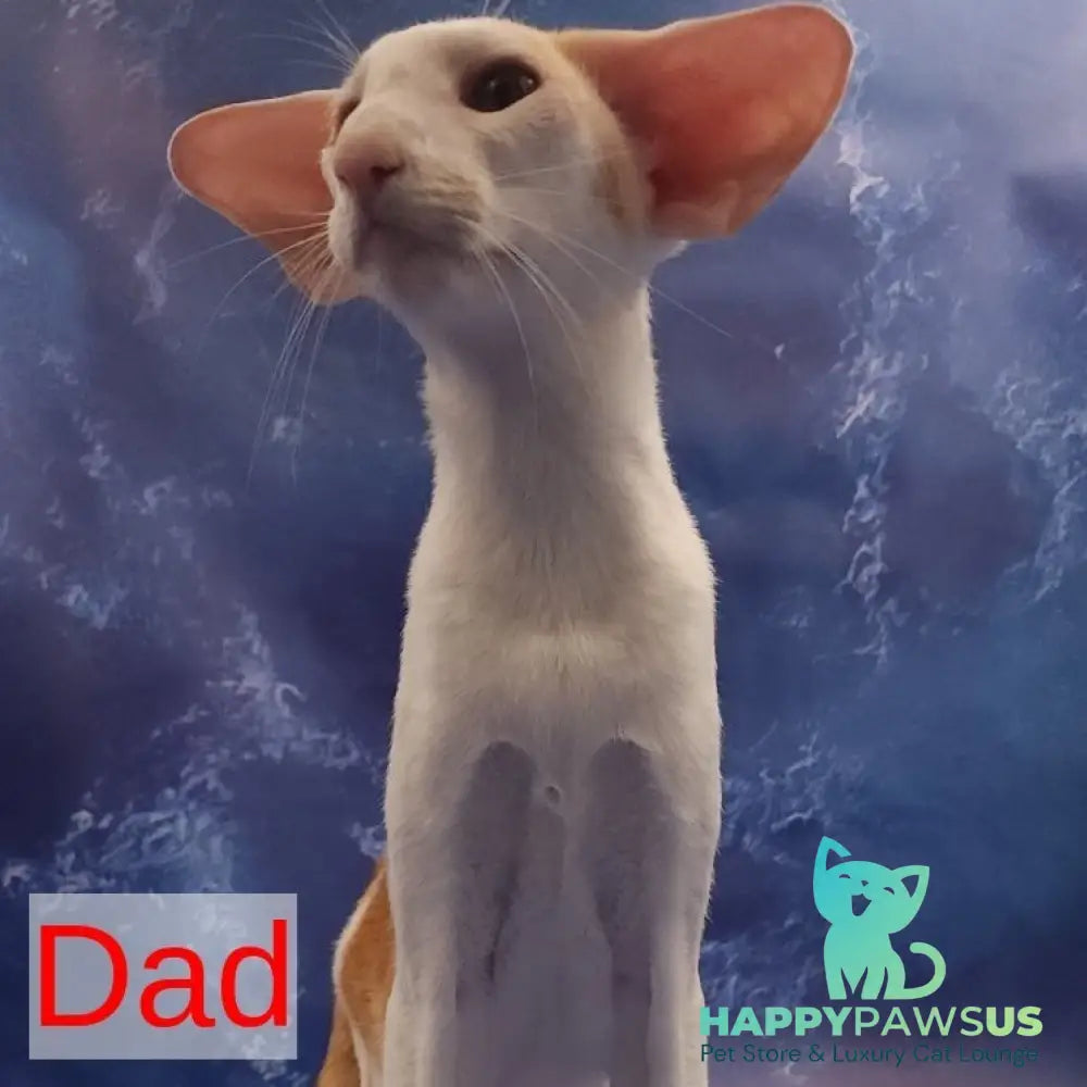 Winner Oriental Shorthair male cinnamon spotted tabby bicolour - live animals