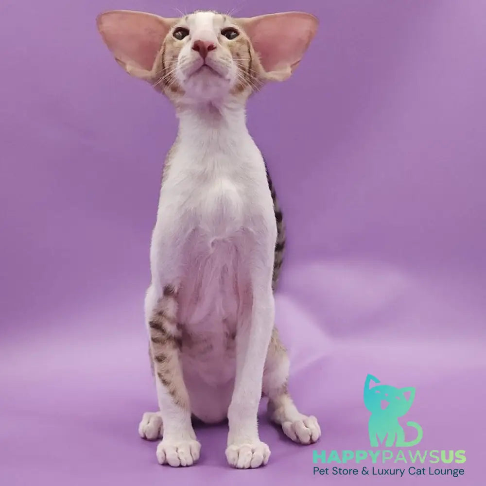 Winner Oriental Shorthair male cinnamon spotted tabby bicolour - live animals