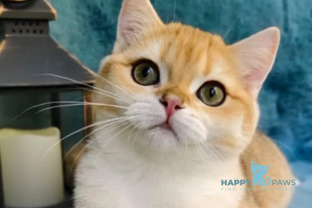 Winnie British Shorthair male black golden chinchilla live animals