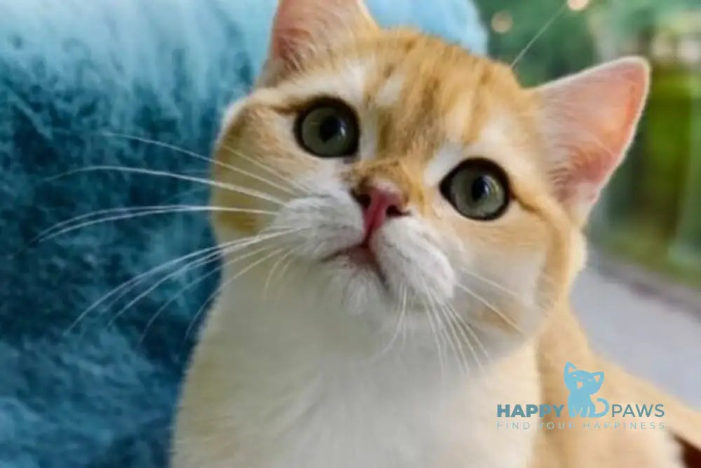 Winnie British Shorthair male black golden chinchilla live animals