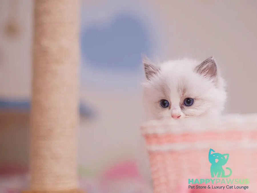Winnie Ragdoll female blue bicolour - live animals