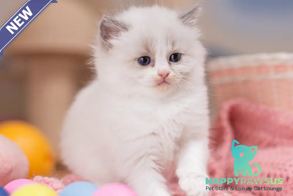 Winnie Ragdoll female blue bicolour - live animals
