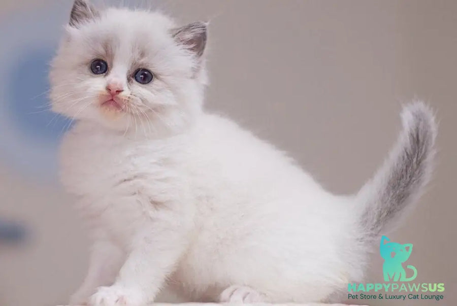 Winnie Ragdoll female blue bicolour - live animals