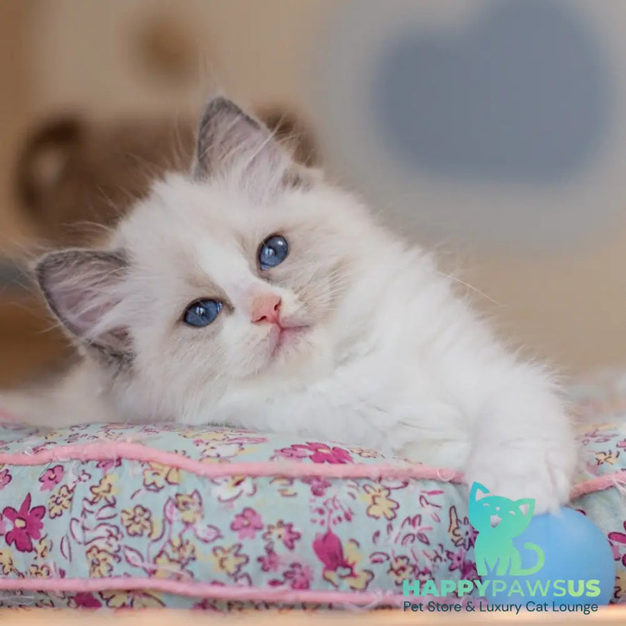 Winnie Ragdoll female blue bicolour - live animals