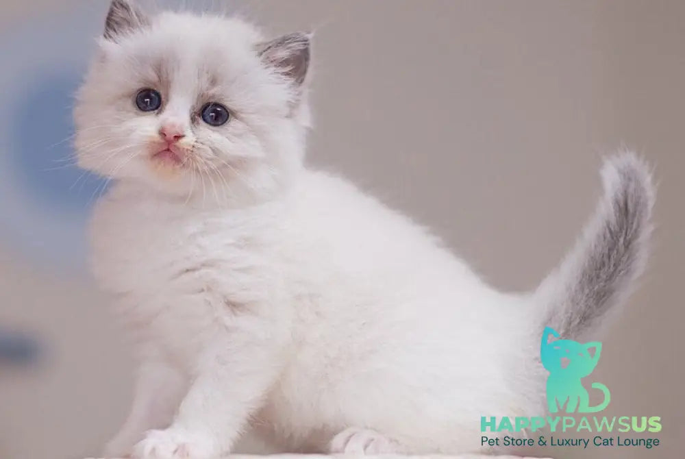 Winnie Ragdoll female blue bicolour - live animals