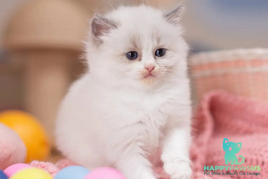 Winnie Ragdoll female blue bicolour - live animals