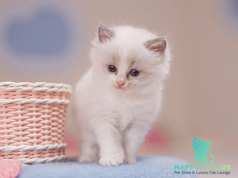 Winnie Ragdoll female blue bicolour - live animals