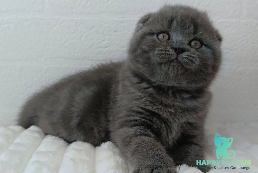 Winnie Scottish Fold female blue - live animals