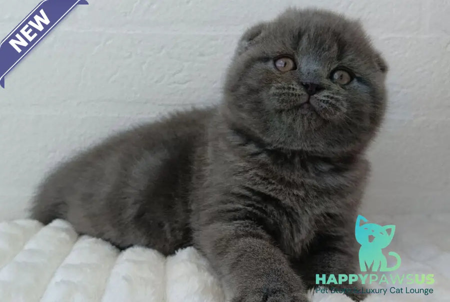 Winnie Scottish Fold female blue - live animals