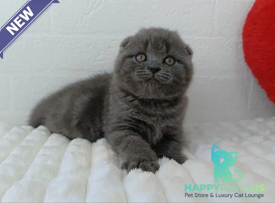 Winnie Scottish Fold female blue - live animals