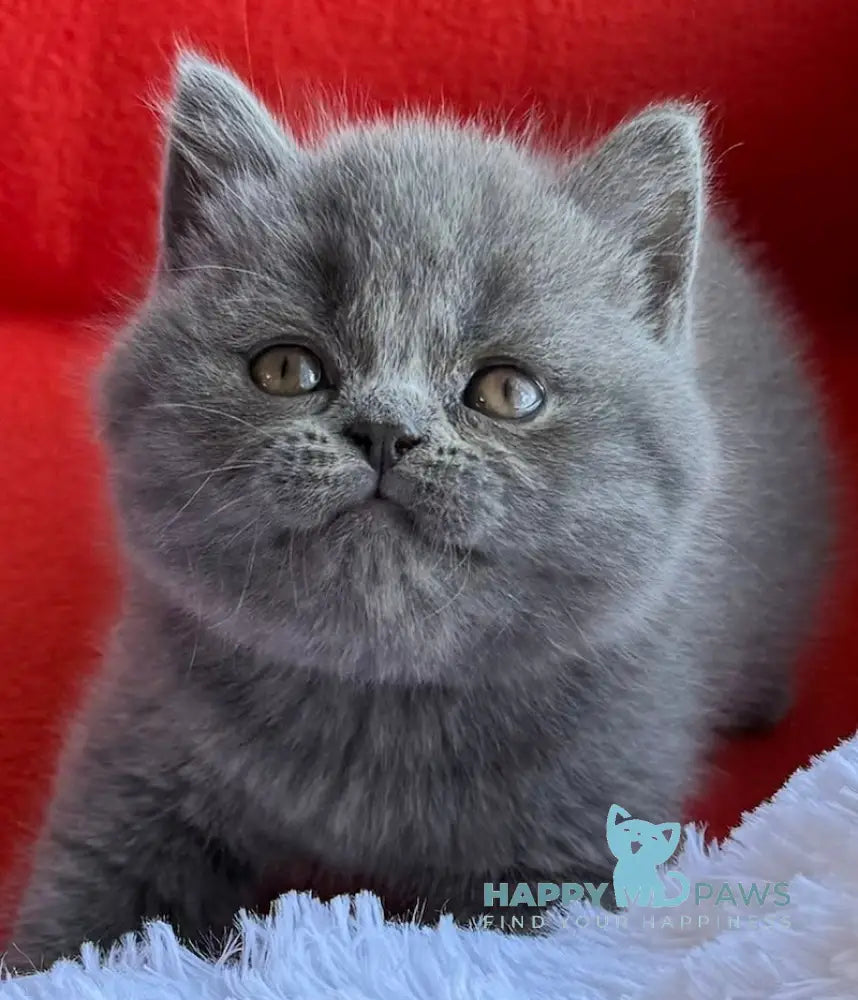 Winnie Scottish Straight male blue live animals