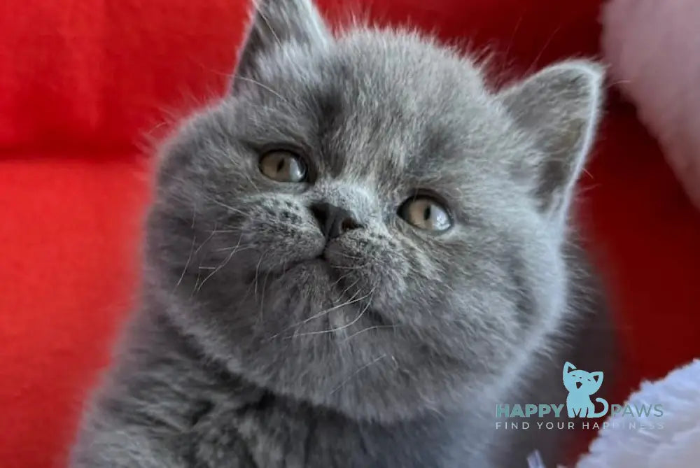 Winnie Scottish Straight male blue live animals