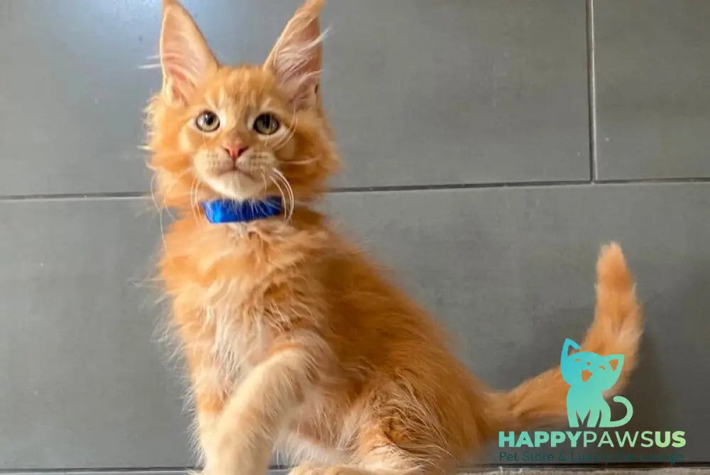 Winnipeg Maine Coon male red tabby - live animals