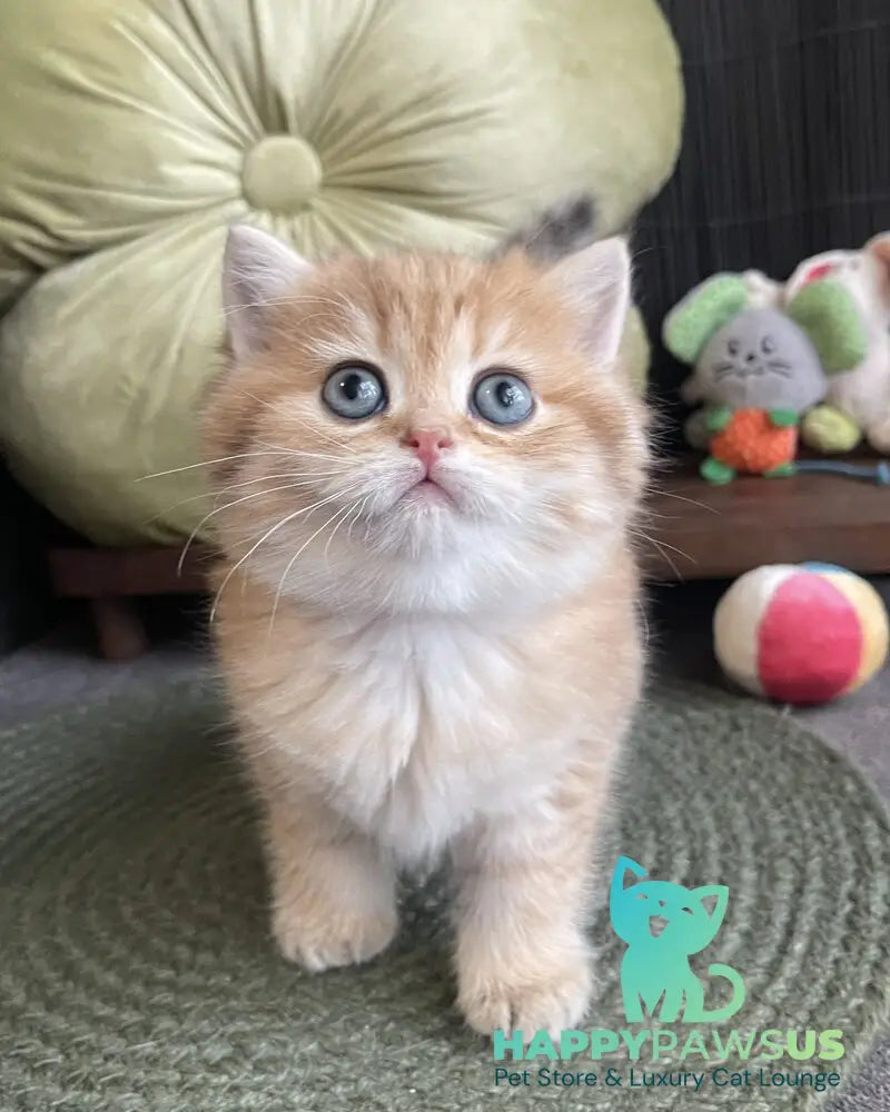 Winny British Shorthair male black golden spotted tabby - live animals